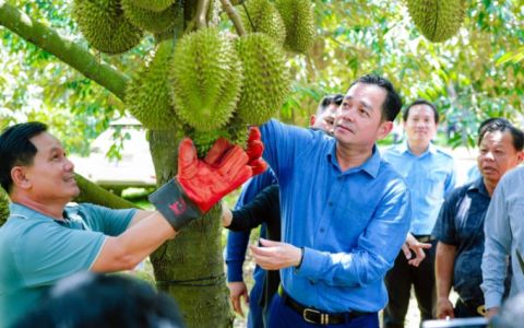 柬埔寨鲜榴莲出口中国突破5700吨