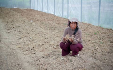 洪灾未退、干旱风险升高，柬埔寨农业面临双重考验